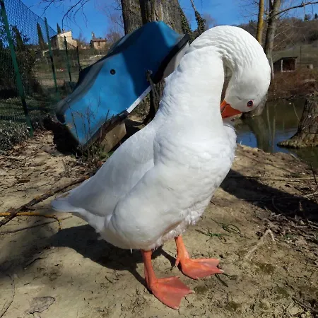 Agriturismo La Mela * Colvalenza